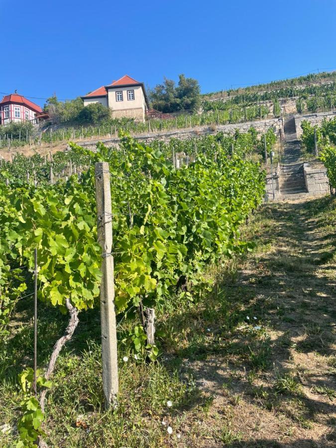 Ferienhaus Traminer Im Weinberg Freyburg Bagian luar foto